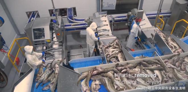 米乐M6 M6米乐大型水产鱼类深加工机械生产鱼头鱼片鱼丸自动化设备(图1)