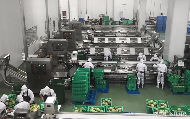 高效净菜加工设备：提升食品安全与生产效率的新选择米乐M6 M6米乐(图1)