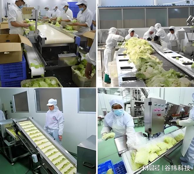 高效净菜加工设备：提升食品安全与生产效率的新选择米乐M6 M6米乐(图2)