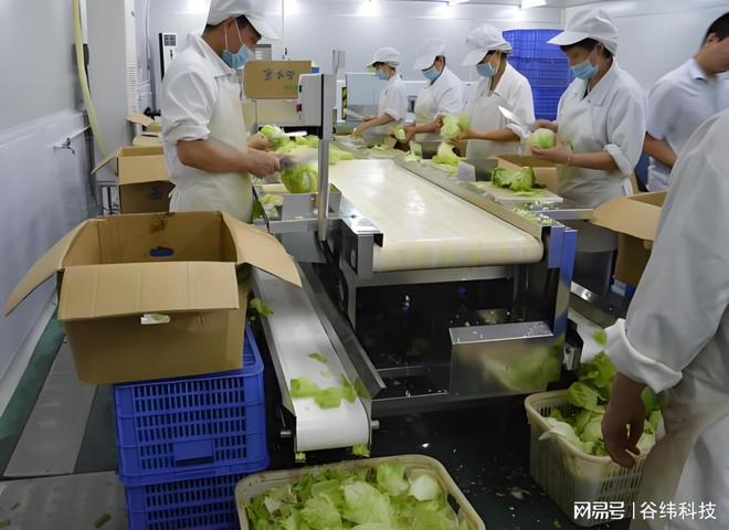 高效净菜加工设备：提升食品安全与生产效率的新选择米乐M6 M6米乐(图6)
